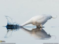 Tapeta National Geographic 536.jpg
